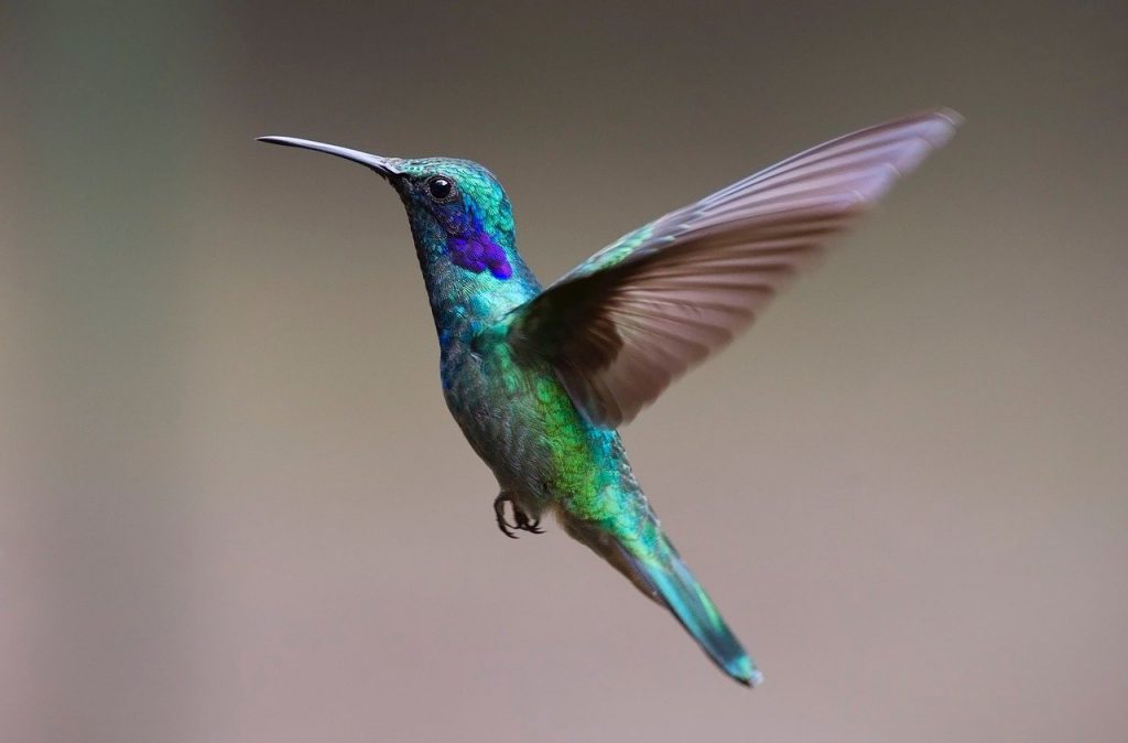 Mexican Violetear