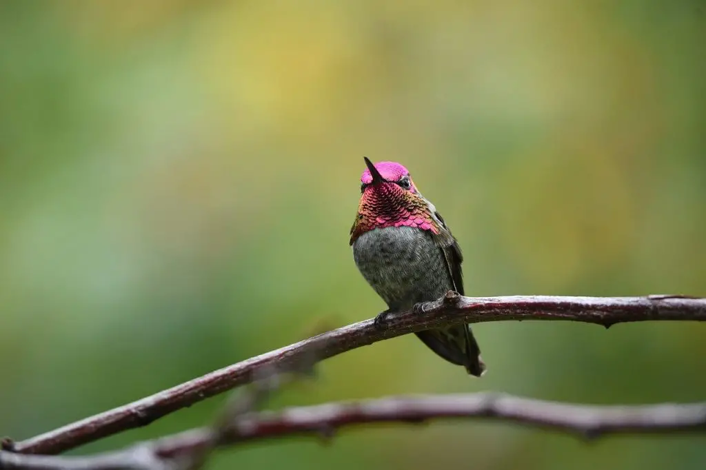 Anna's Hummingbird