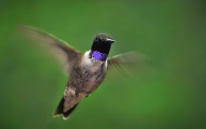 Read more about the article Texas Hummingbird Species and Where to See Them