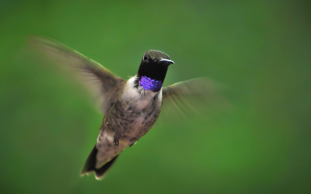 Black-chinned Hummingbird