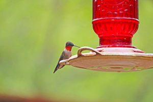 Read more about the article Hummingbird Season in Texas & When to Hang Feeders