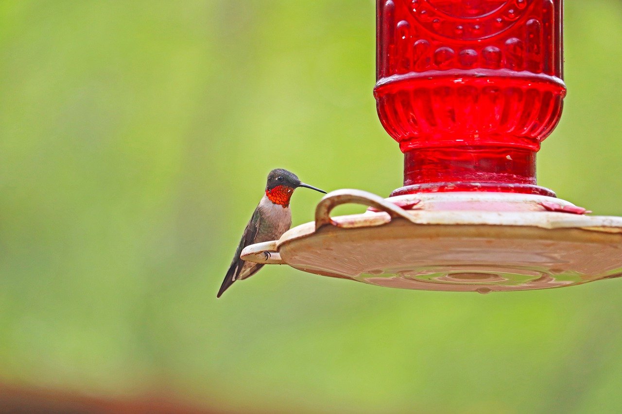 You are currently viewing Hummingbird Season in Texas & When to Hang Feeders