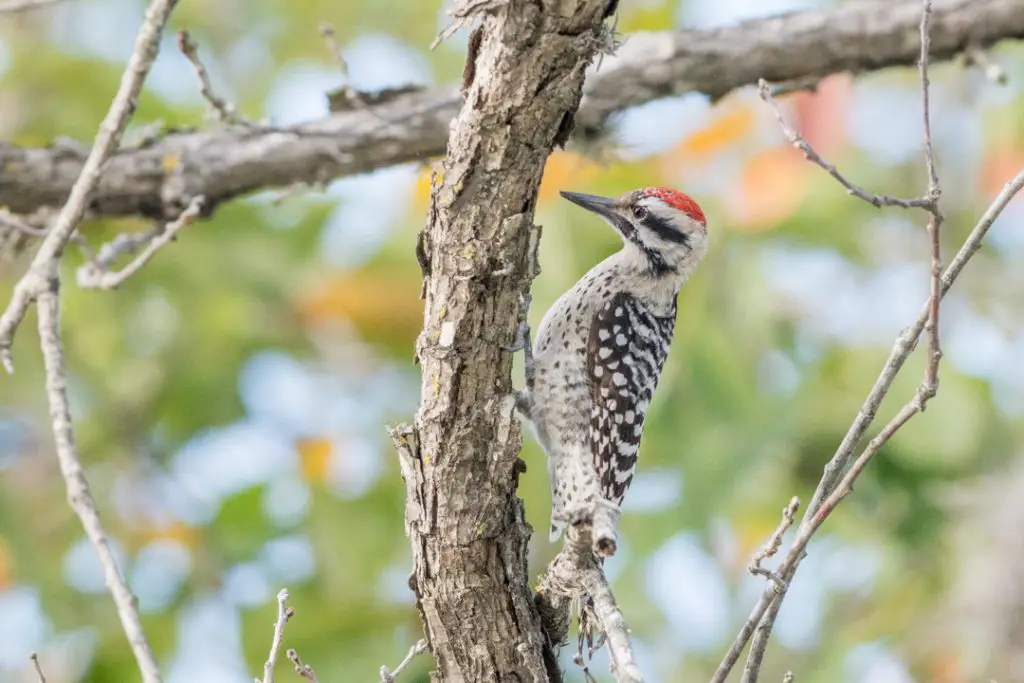 Ladder-backed Woodpecker