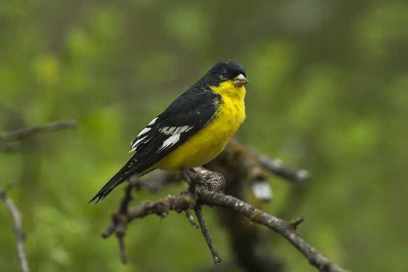 Lesser Goldfinch Male