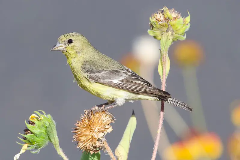 Lesser Goldfinch Female