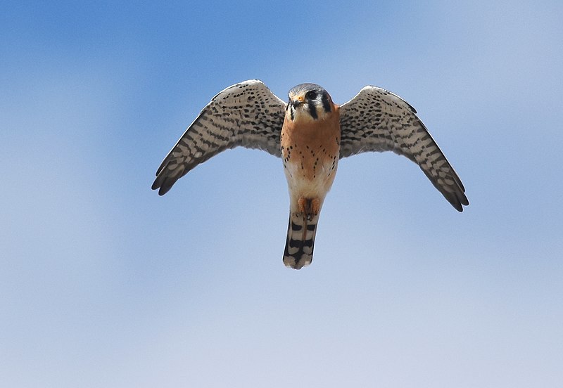 American Kestrel in flight