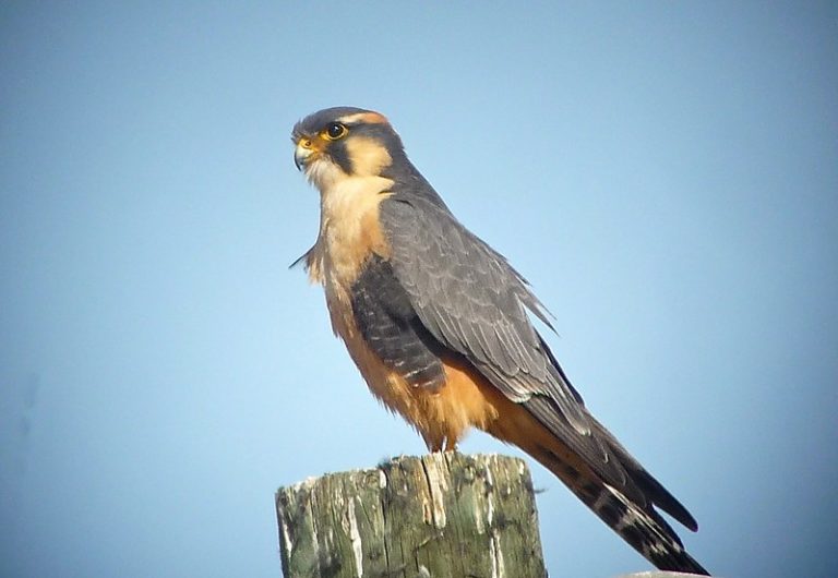 Texas Falcons and How to Tell Them Apart | BirdingLocations