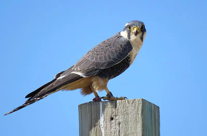 You are currently viewing Texas Falcons and How to Tell Them Apart