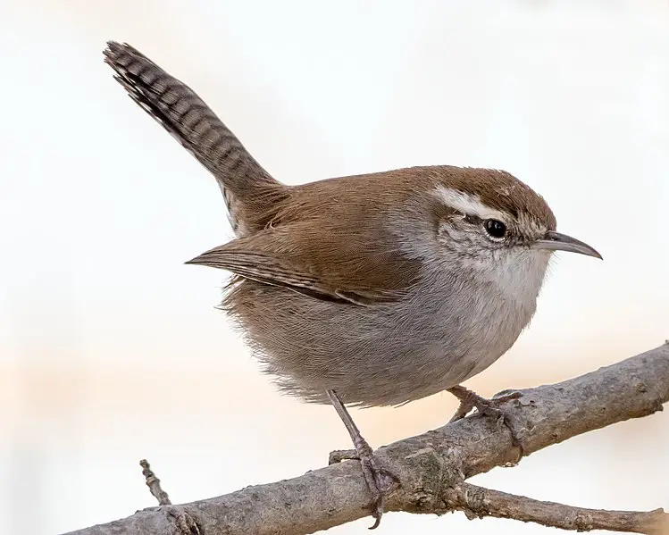 Bewick's Wren