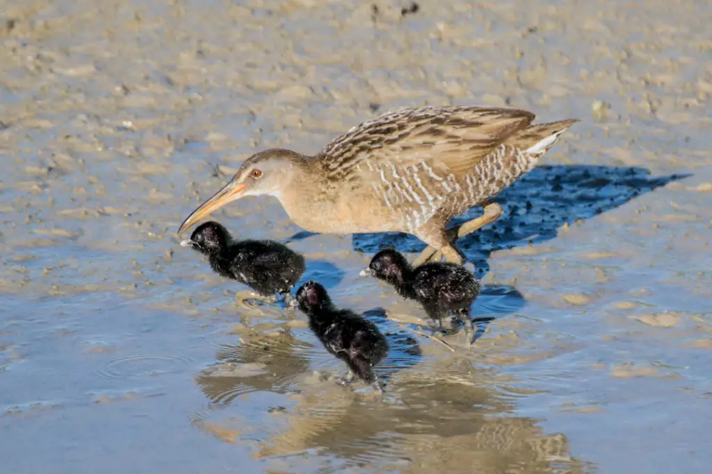 Clapper Rail and Chicks