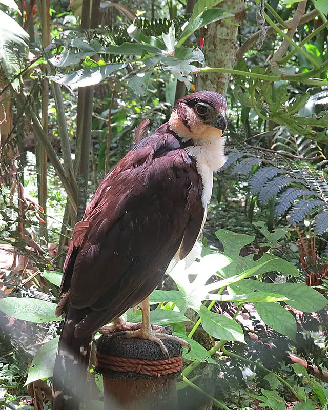 Collared Forest-Falcon