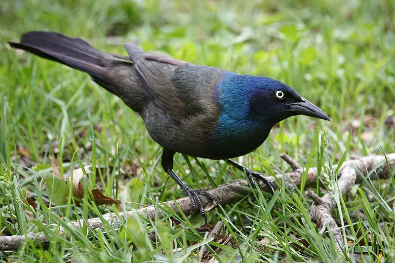 Common Grackle