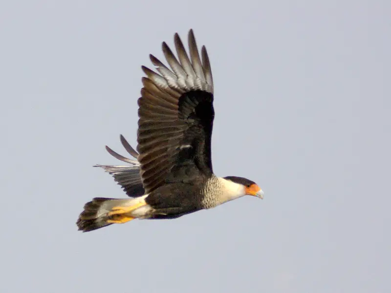 Crested Caracara in flight