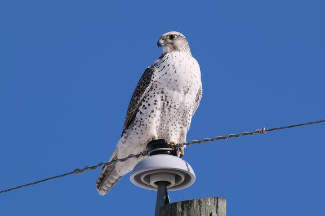 Gryfalcon