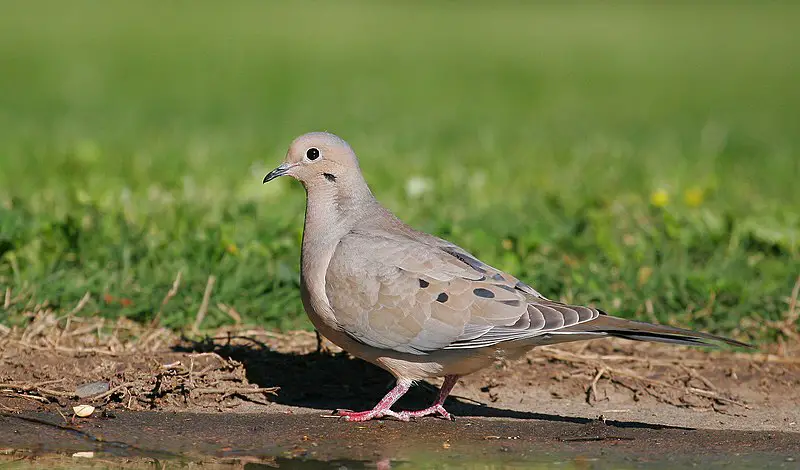 Mourning Dove