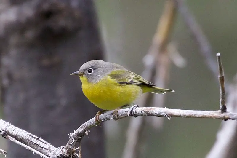 Nashville Warbler