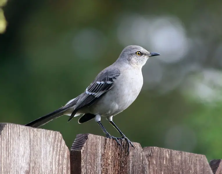 Northern Mockingbird