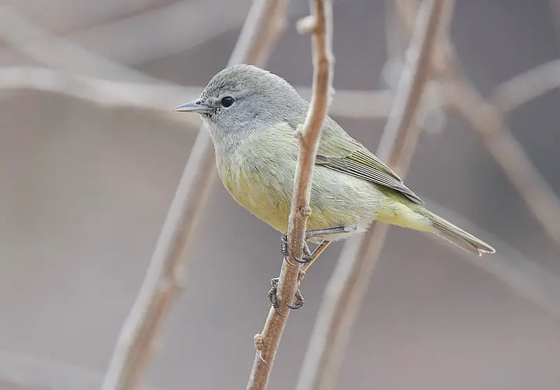 Orange-crowned Warbler