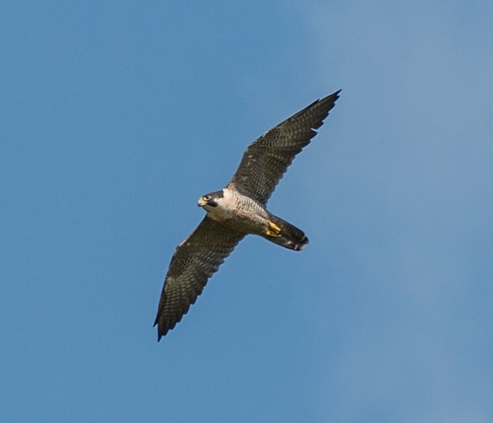 Peregrine Falcon in flight