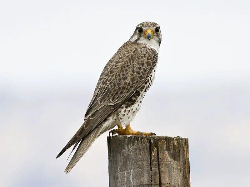 Prairie Falcon