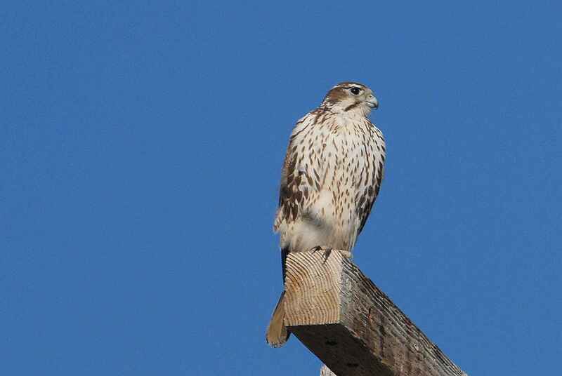 Prairie Falcon