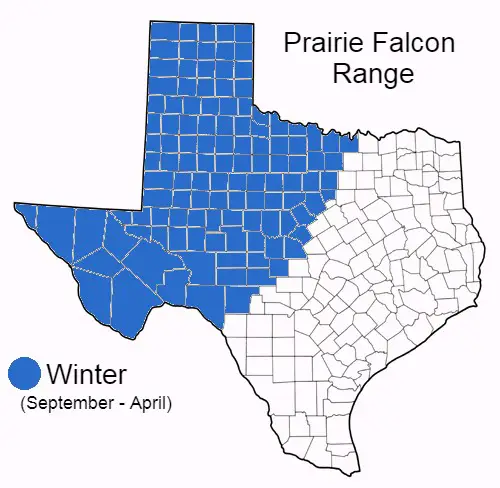 Prairie Falcon Range Map in Texas