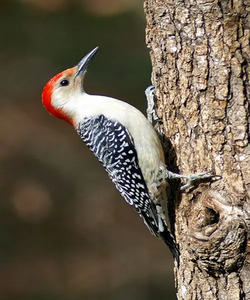 Red-bellied Woodpecker