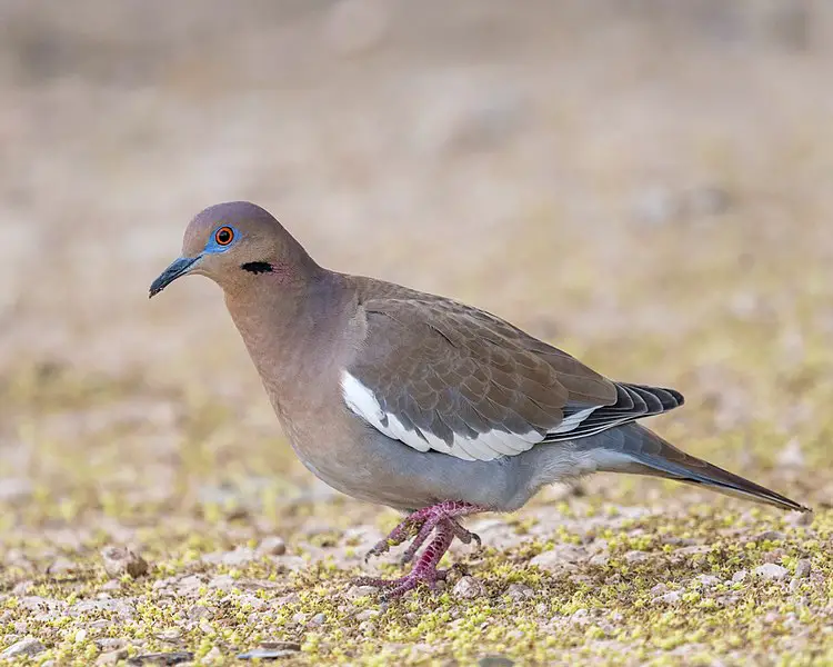 White-winged Dove