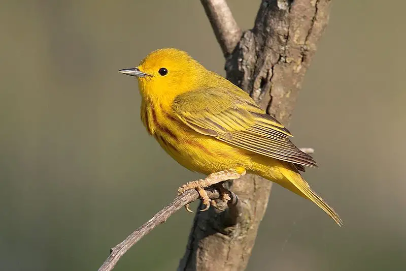 Yellow Warbler