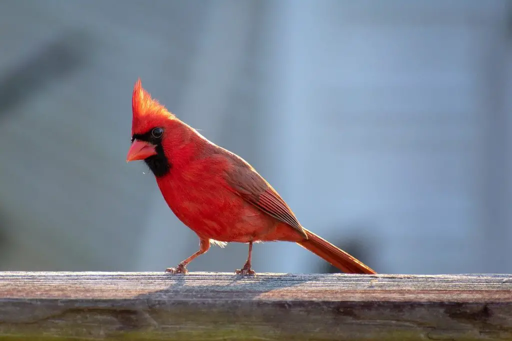 Northern Cardinal Male