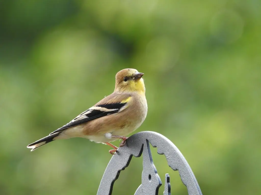 American Goldfinch