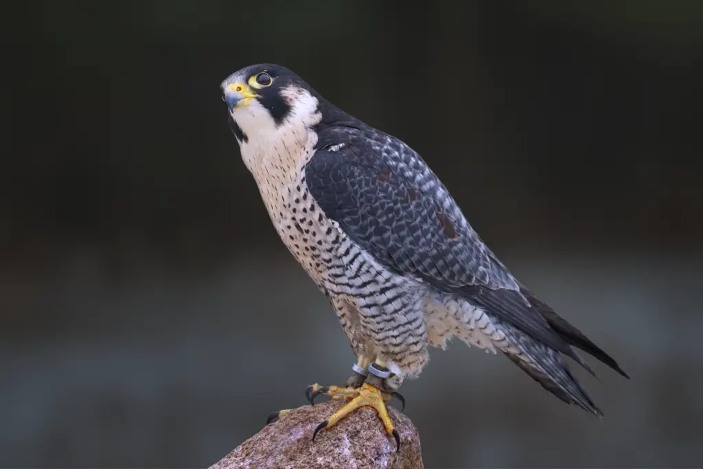 Peregrine Falcon