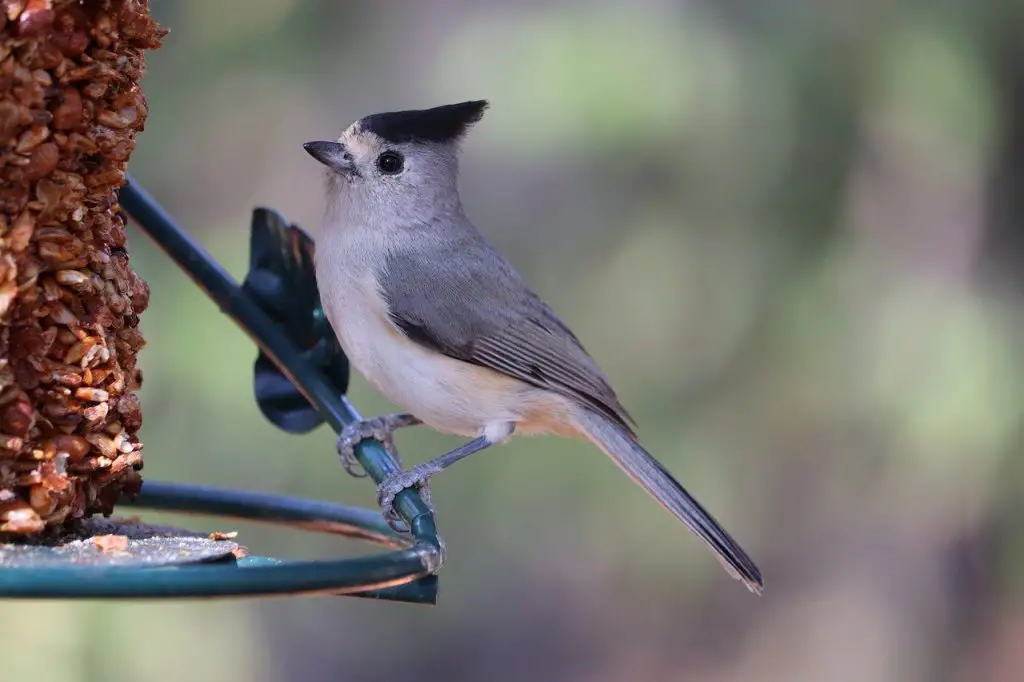 Black-crested Titmouse