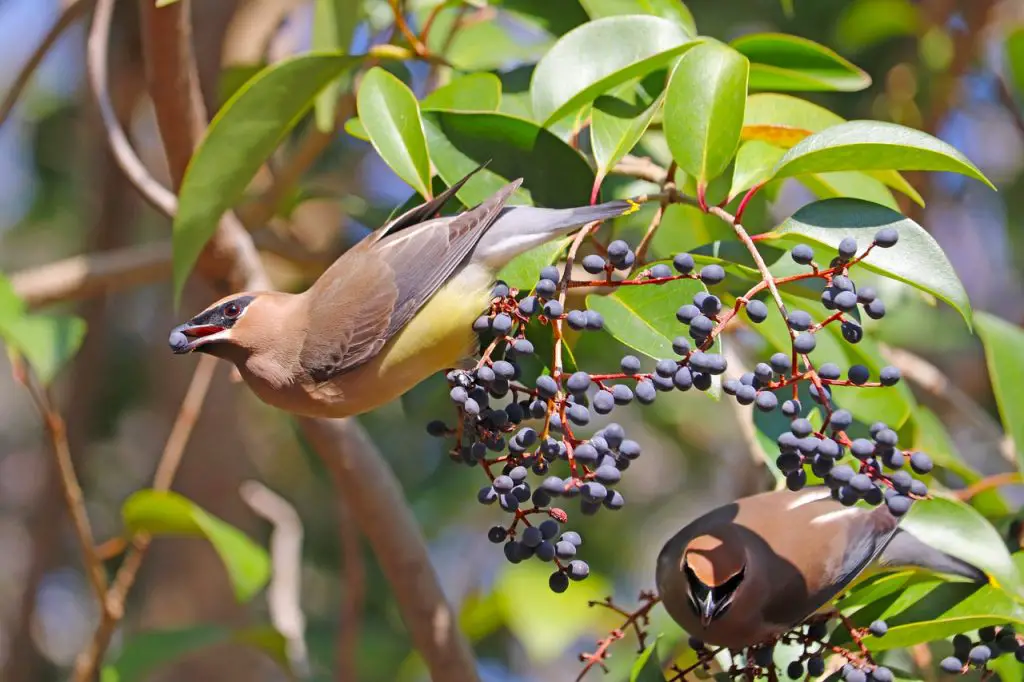 Cedar Waxwing