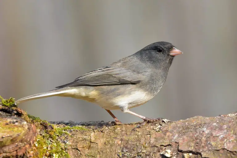 Common Texas Backyard Birds & What They Eat | BirdingLocations