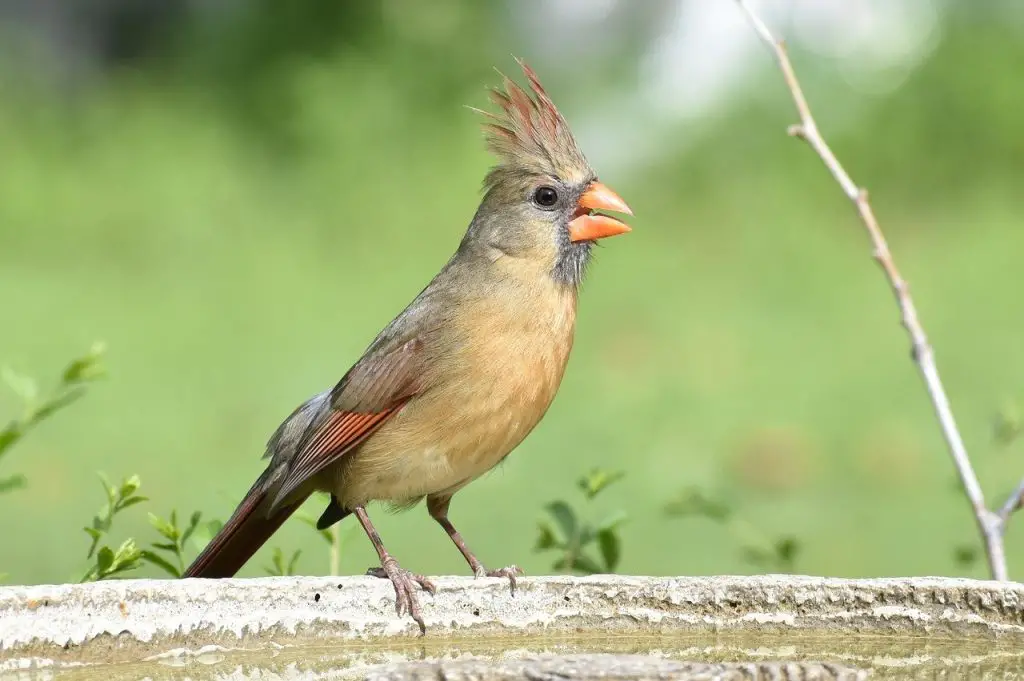 Northern Cardinal Female