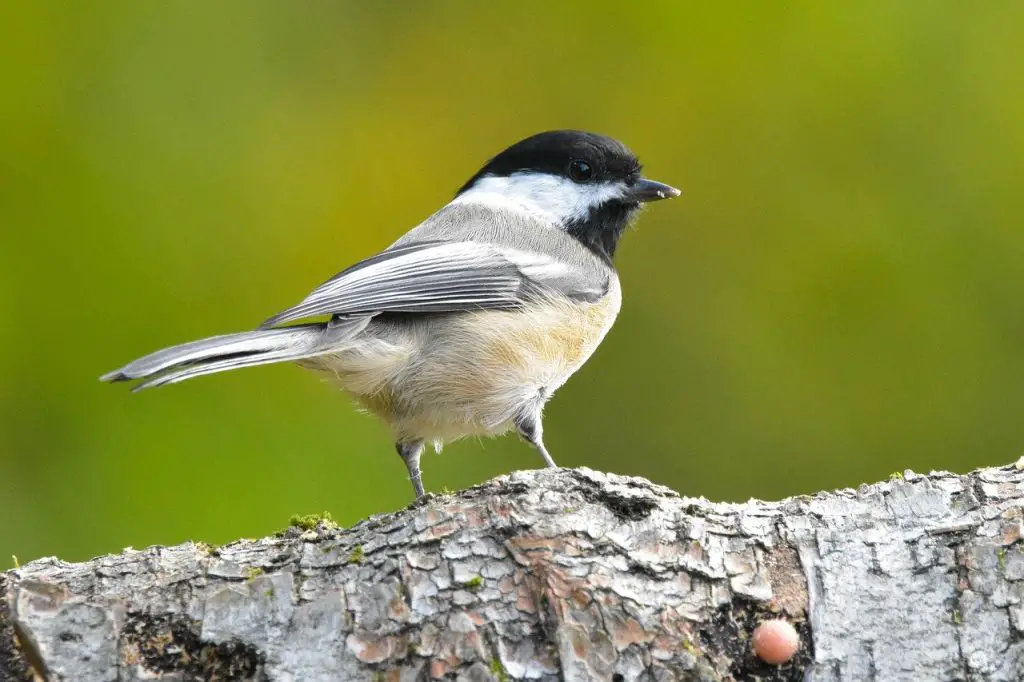 Carolina Chickadee