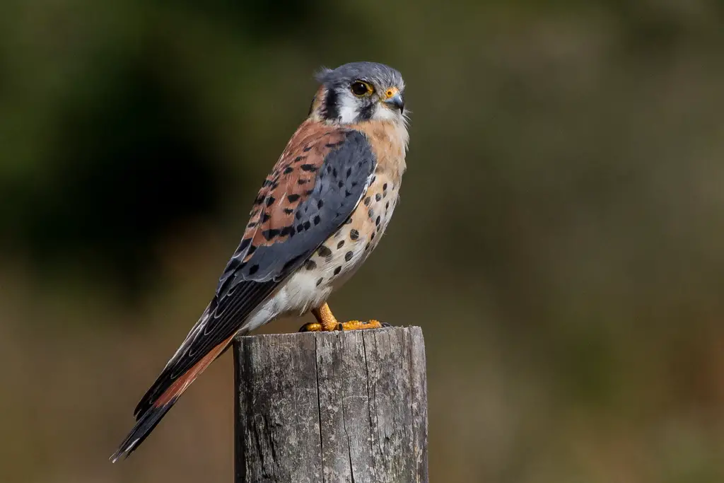 American Kestrel