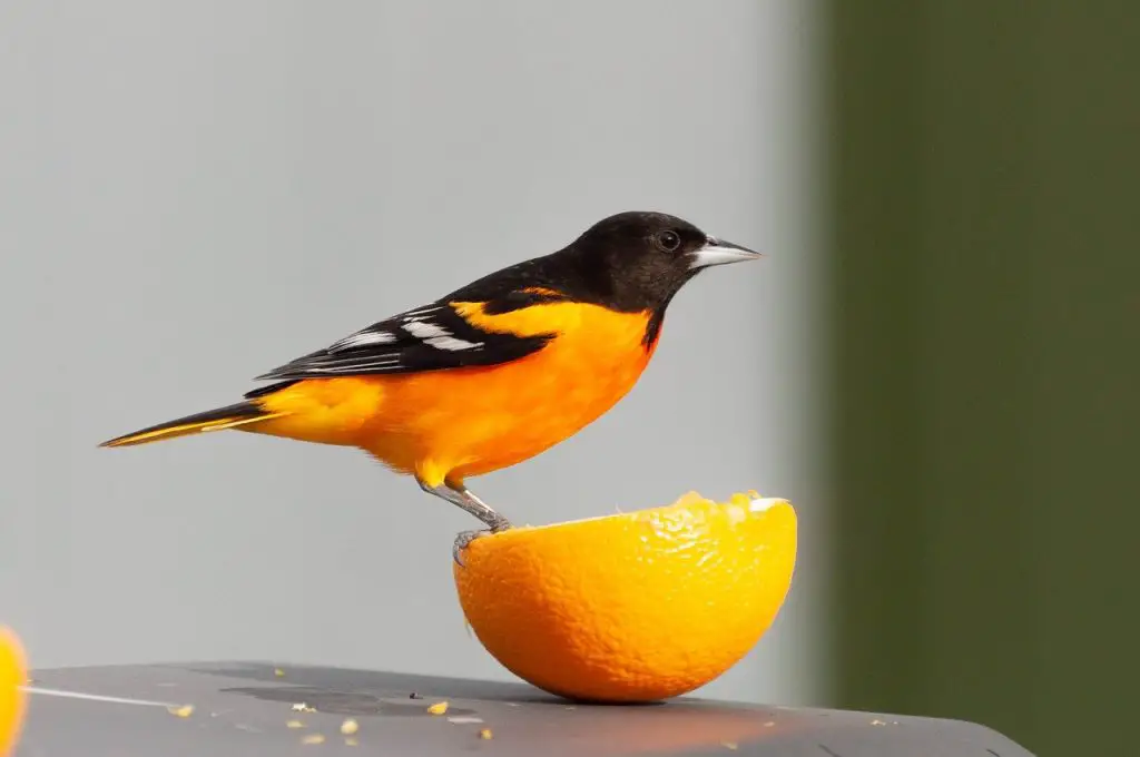 Baltimore Oriole