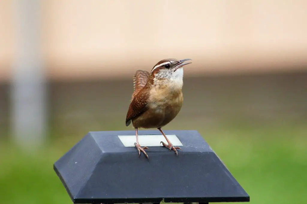 Carolina Wren