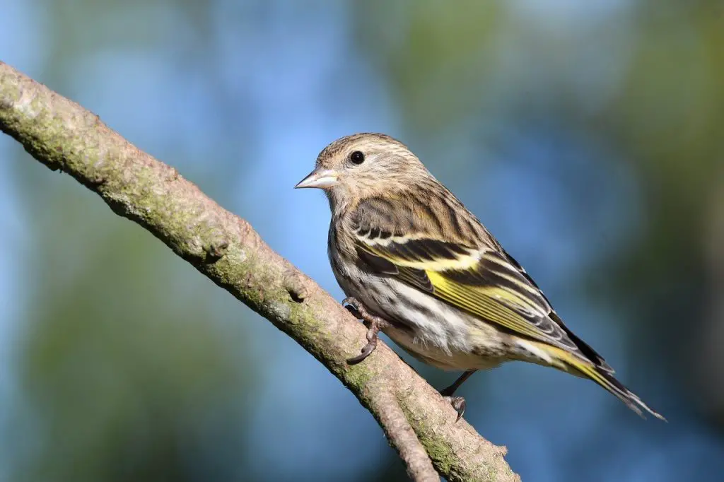 Pine Siskin