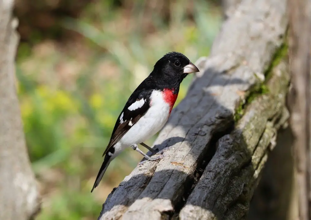 Rose-breasted Grosbeak