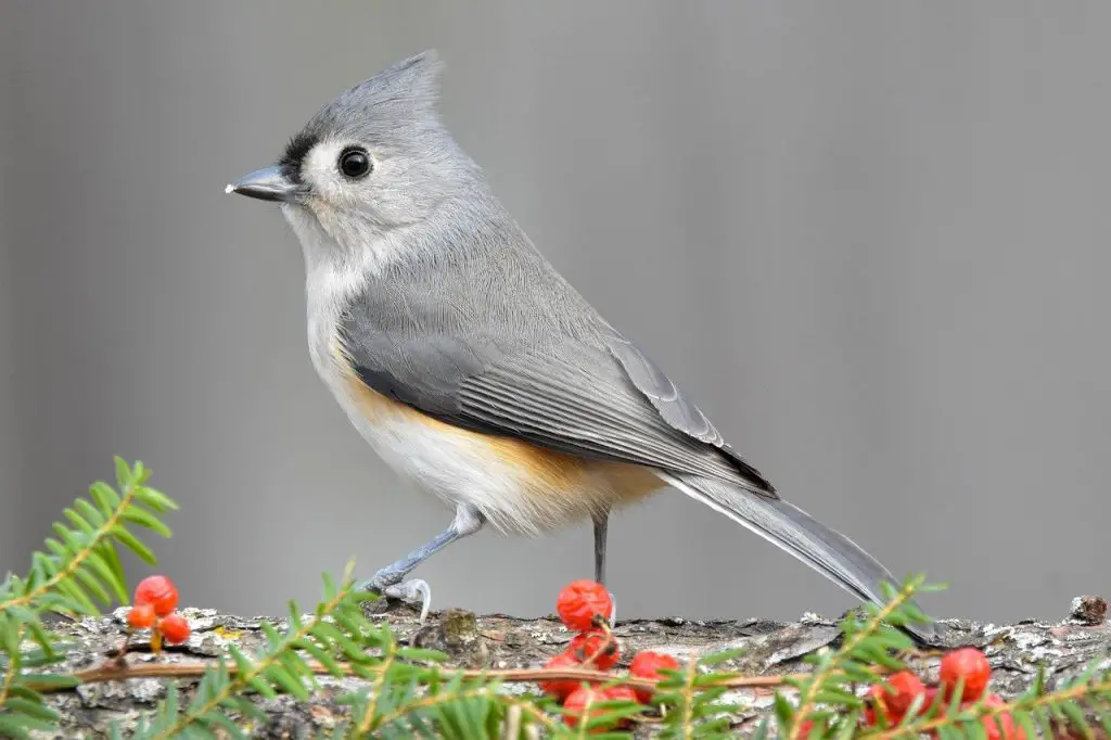 Tufted Titmouse