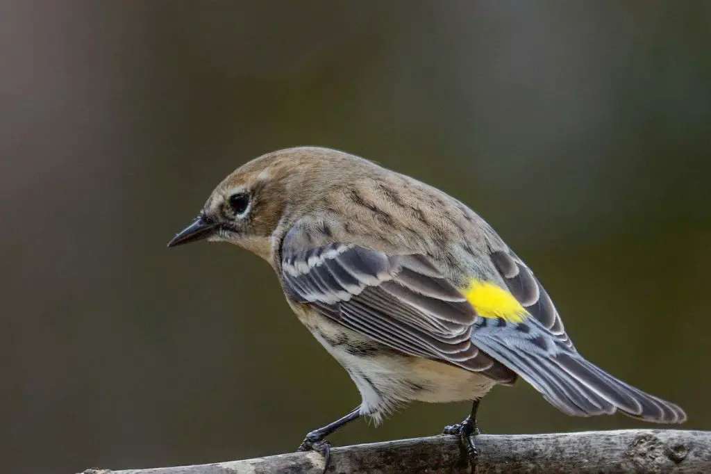 Yellow-rumped Warbler