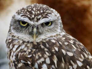 Read more about the article Where to See Burrowing Owls in Texas