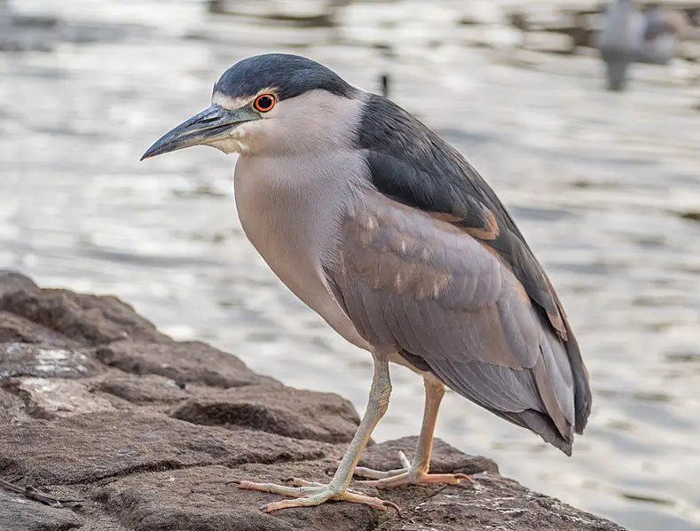 Black-crowned Night Heron