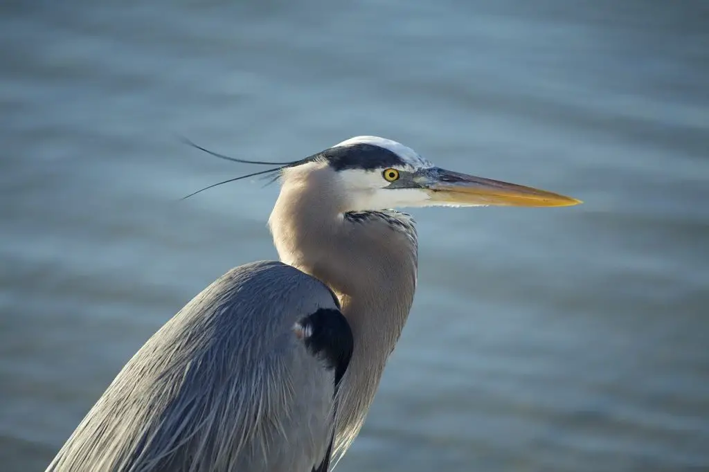 Great Blue Heron