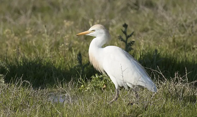 Cattle Egret