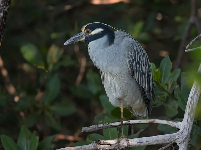 Yellow-crowned Night Heron