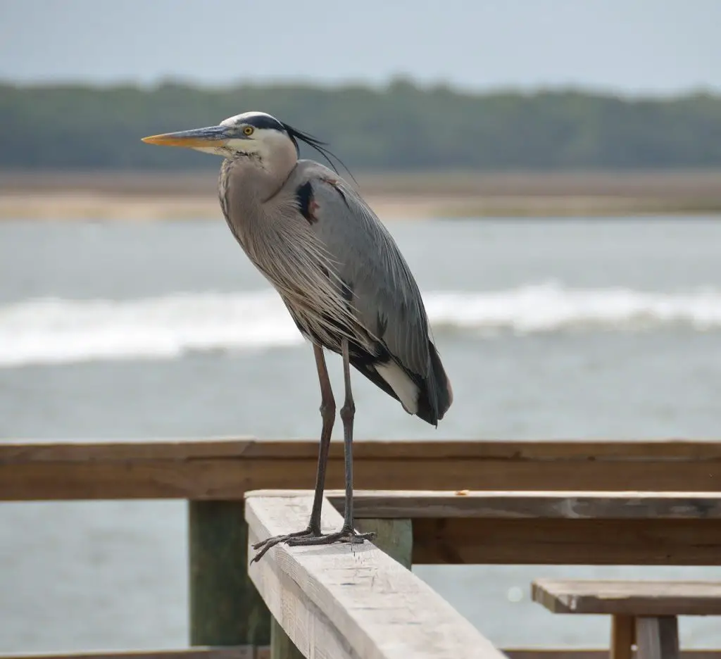 Great Blue Heron